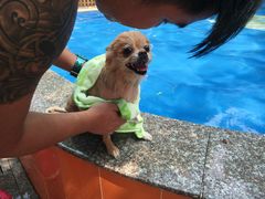 -良成狗狗乐园