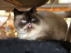 -more than meow吴止猫主题餐厅(承德 中船汇店)