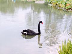 -海淀公园