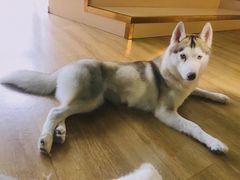 小苹果-Husky Go! 哈士奇体验馆·宠物咖啡厅狗咖