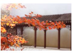 -秋霞圃