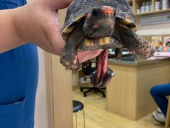 -瑞派名望24h动物医院异宠专科·猫专科·骨科·重症监护分院