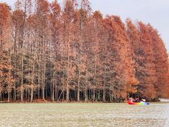 -上海海湾国家森林公园