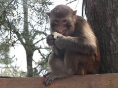 -重庆雨台山风景区