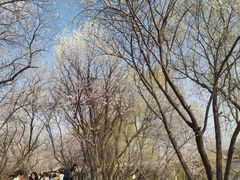 -桃花堤公园