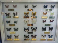 -上海昆虫博物馆