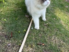 -安安宠医宠物医院·异宠·犬猫内科(岳阳分院)
