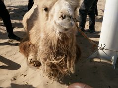 -库伦旗银沙湾旅游景区