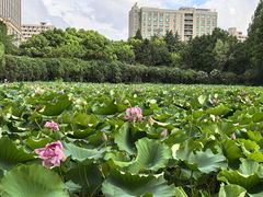 -黄兴公园