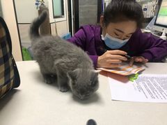 -美联众合宠物医院·爱萌分院·内外科·猫科中心