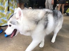 -TrueLove @ Neverland (Husky Cafe)