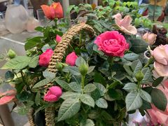 -双季花艺园艺市场(浦东店)