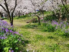 -苏州上方山国家森林公园