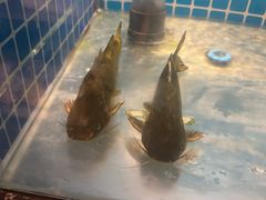 -和和小厨