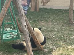 -石家庄市动物园