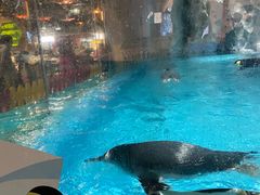 -帝企鹅自助餐厅•儿童岛•真企鹅(长隆企鹅酒店)