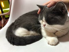 -李小姐の猫咖啡馆(五角场店)