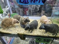 -花鸟鱼虫鲜花绿植市场(玉泉路店)