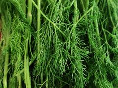 茴香-抚仙湖生态石锅鱼野生菌(告庄店)
