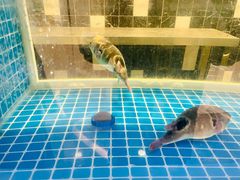 -童福兴·南京菜(老门东店)