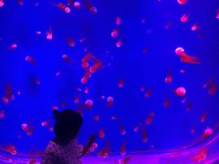 -芜湖新华联大白鲸海洋公园