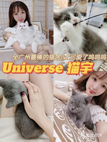 广州猫舍推荐|这么多可爱的猫咪我都想抱回家
