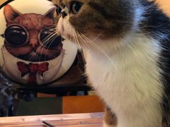 -李小姐の猫咖啡馆(五角场店)