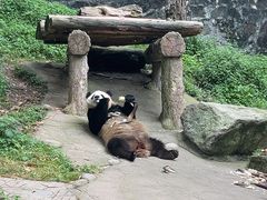 -都江堰中华大熊猫苑