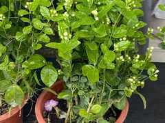 -循礼门鲜花花市(武汉循礼门店)