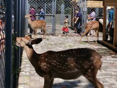 -长白岛森林公园