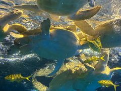 -太平洋海底世界