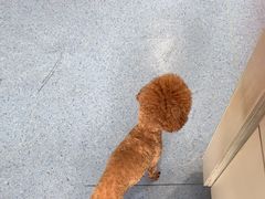 -顺强宠物诊所·狂犬免疫·夜诊·骨科(嘉定店)