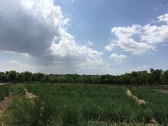 -西青郊野公园