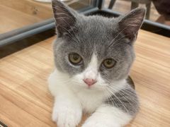 -袖虎·猫馆(体育西路店)