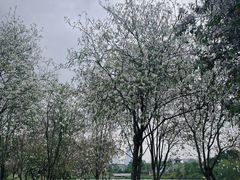 -海珠湖公园