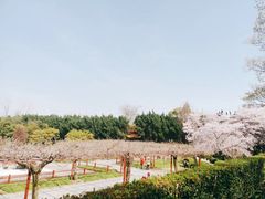 -嘉定紫藤园