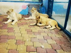 -大连森林动物园