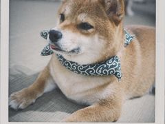 -逗柴咖啡屋·狗咖猫咖宠物桌游