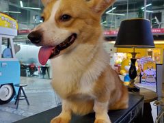 -more than meow吴止猫主题餐厅(承德 中船汇店)