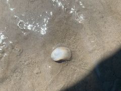 -碧海金沙