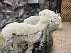 -上海大自然野生昆虫馆(东方明珠·爬宠昆虫探索中心)