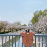 北京春日赏花秘境🌸日系海棠花溪‼️完爆元大都 