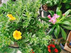-双季花艺园艺市场(浦东店)