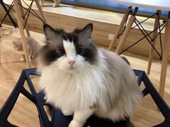 -滚猫咖啡·猫咖·猫友好撸猫(未来城店)