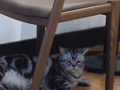 -猫爪屋猫咖(乐汇城店)