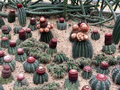 -深圳市中科院仙湖植物园