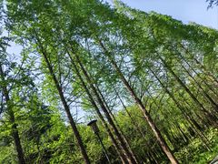 -禹州森林植物园