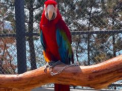 -西霞口神雕山野生动物世界