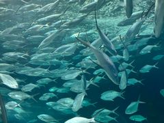 -上海海洋水族馆