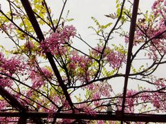 -嘉定紫藤园